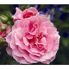 Kletterrose 'Camelot®' -Günstig Gartenbedarf 7803174 PR DE 001 KletterroseCamelotTantau