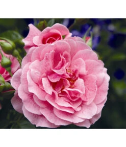 Kletterrose 'Camelot®'