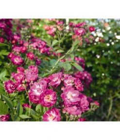Ramblerrose 'Perennial Blue®' -Günstig Gartenbedarf 7803307 WE DE 001 RamblerrosePerennialBlueTantauLilaRosaViolettBlauRet