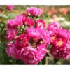 Ramblerrose 'Perennial Blue®' -Günstig Gartenbedarf 7803307 WE DE 002 RamblerrosePerennialBlueTantauLilaRosaViolettBlauret