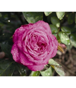 Zwergrose 'Heidi Klum®' -Günstig Gartenbedarf 7803471 WE DE 002 NostalgieZwergroseHeidiKlumTantauBordeauxViolett