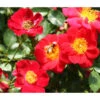 Bodendeckerrose 'Bienenweide®', Rot -Günstig Gartenbedarf 7803893 PR DE 001 RoseBienenweideRosaTantau