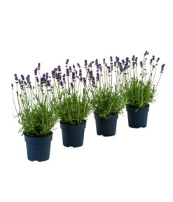 Bestseller 17 Duft-Lavendel 'Felice', 4er-Set