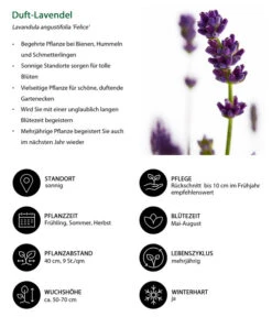 Lavendel-Set Lavendel-Vielfalt, 4-teilig -Günstig Gartenbedarf 7805773 WE IG 001 DuftLavendel