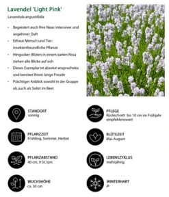 Lavendel-Set Lavendel-Vielfalt, 4-teilig -Günstig Gartenbedarf 7805781 WE IG 001 LavendelLightPinkAngustifoliaLightPinkLuckner