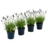 Dehners Bienen-Lavendel, 4er-Set -Günstig Gartenbedarf 7805799 WE FS 001 LavendelpaketBieneBienenlavendelLavandula4PflanzenT12