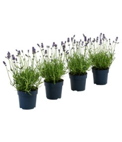 Bestseller 4 Dehners Bienen-Lavendel, 4er-Set
