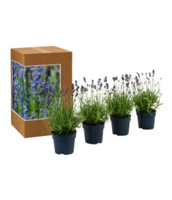 Bestseller -Günstig Gartenbedarf 7805799 WE FS 002 LavendelpaketBieneBienenlavendelLavandula4PflanzenT12