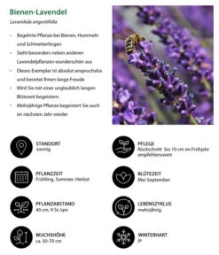 Dehners Bienen-Lavendel, 4er-Set -Günstig Gartenbedarf 7805799 WE IG 001 BienenLavendel 1