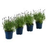 Schmetterlings-Lavendel 'Royal Blue', 4er-Set -Günstig Gartenbedarf 7805807 WE FS 001 LavendelpaketLavandulaSchmetterlingslavendel4PflanzenT12