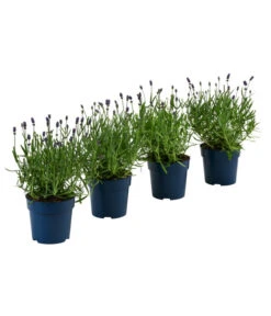 Bestseller 10 Schmetterlings-Lavendel 'Royal Blue', 4er-Set