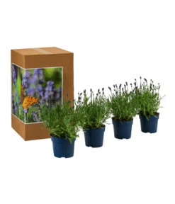 Bestseller -Günstig Gartenbedarf 7805807 WE FS 002 LavendelpaketLavandulaSchmetterlingslavendel4PflanzenT12