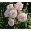 Kletterrose 'Divina' -Günstig Gartenbedarf 7826647 WE MO 002 RosaRoseDivina6LRosenTantau