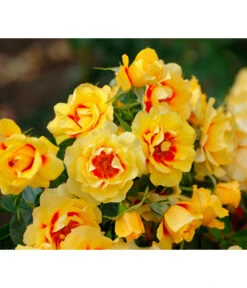 Bodendeckerrose 'Orienta Aylin'