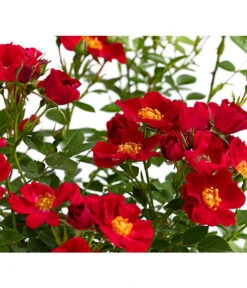 Beetrose 'Flower Rain®' -Günstig Gartenbedarf 7927106 PR DE 001 BeetrosenTantauFlowerrain4LiterBienenweideRotDehnerExpressHerzig