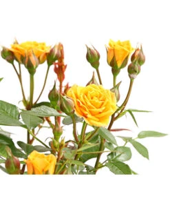 Beetrose 'Flower Rain®' -Günstig Gartenbedarf 7927106 PR DE 001 BeetrosenTantauFlowerrain4LiterClementineDehnerExpressHerzig