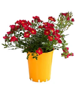 Beetrose 'Flower Rain®' -Günstig Gartenbedarf 7927106 PR FS 001 BeetrosenTantauFlowerrain4LiterBienenweideRotDehnerExpressHerzig