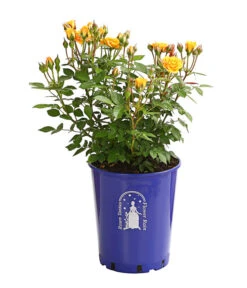 Beetrose 'Flower Rain®' -Günstig Gartenbedarf 7927106 PR FS 001 BeetrosenTantauFlowerrain4LiterClementineDehnerExpressHerzig