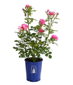 Beetrose 'Flower Rain®' -Günstig Gartenbedarf 7927106 PR FS 001 BeetrosenTantauFlowerrain4LiterCountryGirlDehnerExpressHerzig