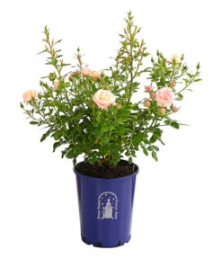 Beetrose 'Flower Rain®' -Günstig Gartenbedarf 7927106 PR FS 001 BeetrosenTantauFlowerrain4LiterPeachClementineDehnerExpressHerzig