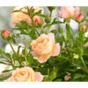 Beetrose 'Flower Rain®' -Günstig Gartenbedarf 7927106 WE FS 003 BeetrosenTantauFlowerrain4LiterPeachClementine