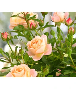 Beetrose 'Flower Rain®'