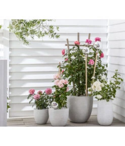 Beetrose 'Flower Rain®' -Günstig Gartenbedarf 7927106 WE MO 001 BeetrosenTantauFlowerrain