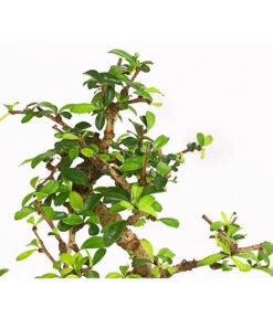 Bonsai Fukientee - Carmona Microphylla, 6 Jahre -Günstig Gartenbedarf 7977028 WE DE 001 BonsaiFukienteeCarmonaMicrophylla6JahreDehnerExpressHerzig