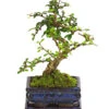 Bonsai Fukientee - Carmona Microphylla, 6 Jahre -Günstig Gartenbedarf 7977028 WE FS 001 BonsaiFukienteeCarmonaMicrophylla6JahreDehnerExpressHerzig