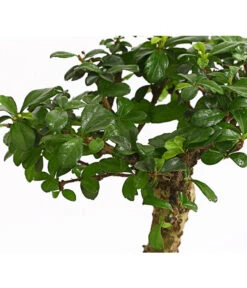 Bonsai Fukientee - Carmona Microphylla, Kugelförmig, 6 Jahre -Günstig Gartenbedarf 7977036 WE DE 001 BonsaiFukienteeCarmonaMicrophylla6JahreKugelformDehnerExpressHerzig