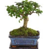 Bonsai Fukientee - Carmona Microphylla, Kugelförmig, 6 Jahre 2 Bonsai Fukientee - Carmona Microphylla, Kugelförmig, 6 Jahre -Günstig Gartenbedarf 7977036 WE FS 001 BonsaiFukienteeCarmonaMicrophylla6JahreKugelformDehnerExpressHerzig
