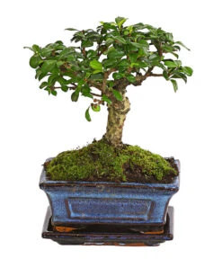Bonsai Fukientee - Carmona Microphylla, Kugelförmig, 6 Jahre
