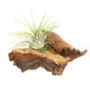Tillandsien-Arrangement Auf Mopani-Wurzel - Tillandsia Hybride, 2-teilig -Günstig Gartenbedarf 7977606 WE FS 001 TIllandsienAufMopaniwurzelS1PflanzeDehnerExpressHerzig