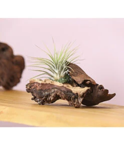 Tillandsien-Arrangement Auf Mopani-Wurzel - Tillandsia Hybride, 2-teilig -Günstig Gartenbedarf 7977606 WE MO 001 TIllandsienAufMopaniwurzelS1PflanzeDehnerExpressHerzig