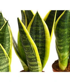 Bogenhanf - Sansevieria Trifasciata, 3er-Set -Günstig Gartenbedarf 7977713 PR DE 001 SansevieriaTrifasciataBogenhanf3erSetT9StreckeDehnerExpressHerzig