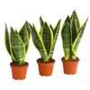 Bogenhanf - Sansevieria Trifasciata, 3er-Set 2 Bogenhanf - Sansevieria Trifasciata, 3er-Set -Günstig Gartenbedarf 7977713 PR FS 001 SansevieriaTrifasciataBogenhanf3erMixT9StreckeDehnerExpressHerzig