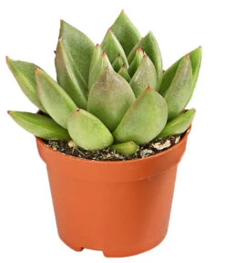 Echeverien-Set - Echeveria, Verschiedene Sorten -Günstig Gartenbedarf 7978117 PR FS 003 EcheverieSukkulenten6erSetT6DehnerExpressHerzig