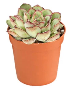 Echeverien-Set - Echeveria, Verschiedene Sorten -Günstig Gartenbedarf 7978117 PR FS 005 EcheverieSukkulenten6erSetT6DehnerExpressHerzig