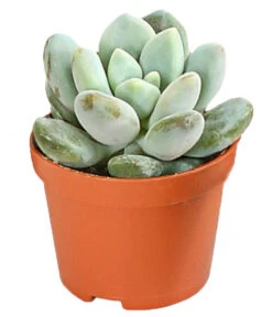 Echeverien-Set - Echeveria, Verschiedene Sorten -Günstig Gartenbedarf 7978117 PR FS 006 EcheverieSukkulenten6erSetT6DehnerExpressHerzig