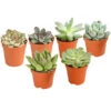 Echeverien-Set - Echeveria, Verschiedene Sorten -Günstig Gartenbedarf 7978117 PR FS Mix EcheverieSukkulenten6erSetT6DehnerExpressHerzig