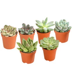 Bestseller 20 Echeverien-Set - Echeveria, Verschiedene Sorten