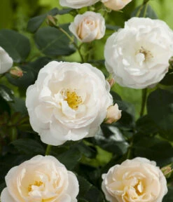 Beetrose 'Martin Luther Rose®' -Günstig Gartenbedarf 7978232 PR DE 001 RoseMartinLutherTantau