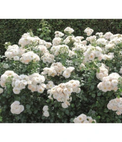 Beetrose 'Martin Luther Rose®' -Günstig Gartenbedarf 7978232 PR DE 004 RoseMartinLutherTantau