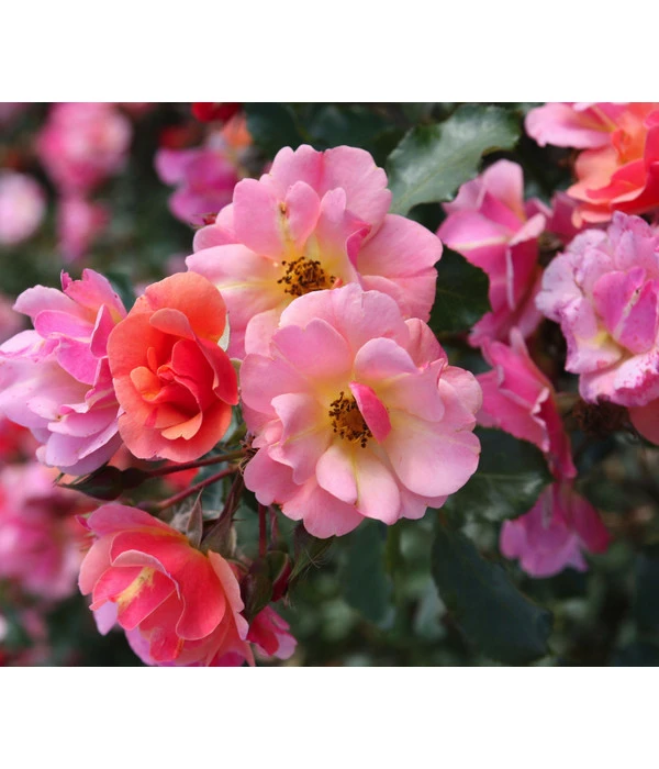 Bodendeckerrose 'Jazz®' 3 Bodendeckerrose 'Jazz®'