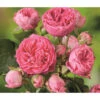 Noblesse® Spray-Rose 'Candy Rokoko®' 2 Noblesse® Spray-Rose 'Candy Rokoko®' -Günstig Gartenbedarf 7988520 WE DE 001 SprayroseCandyRokokoTantau