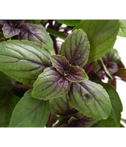 Dehner Gourmet Garten Strauchbasilikum 'Magic Blue' -Günstig Gartenbedarf 8001869 WE DE 001 GourmetGartenBasilikumMagicBlue