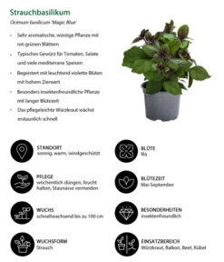 Dehner Gourmet Garten Strauchbasilikum 'Magic Blue' -Günstig Gartenbedarf 8001869 WE IG 001 Strauchbasilikum