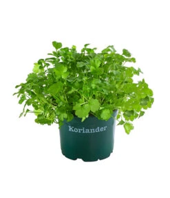 Bestseller 21 Bioland Koriander