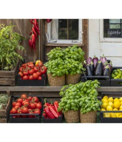 Tomate 'Previa' -Günstig Gartenbedarf 8002578 WE MO 001 BellaItaliaTomatePaprikaBasilikum2021GC04