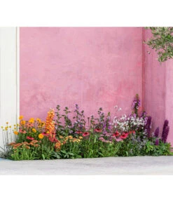 Zwergzinnie, Verschiedene Sorten -Günstig Gartenbedarf 8003071 WE MO 001 AchilleaT19 NaturGarten Sommerstory 2023 04